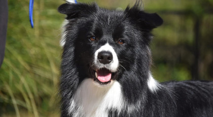 Karakterteszt nem tagoknak