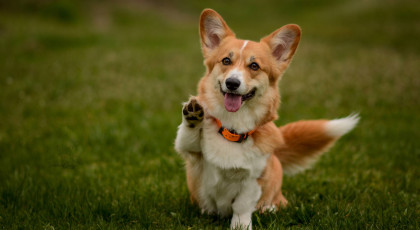 Dog-Dancing 2. és többi kutya nevezése nem tagoknak