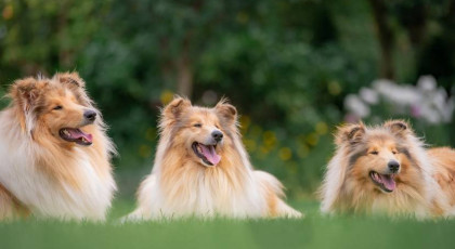 Dog-Dancing 2. és többi kutya nevezése tagoknak