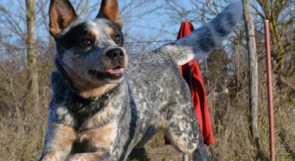 Dog-Dancing Videoverseny nevezési díj